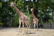 Im Antilopenhaus im Zoo gibt es seit einem Jahr einen neuen Bewohner, die Rothschildgiraffe Max. Max lebt zusammen mit den Netzgiraffen Mugambi und Abasi. Drei Bullen auf einen Streich - eine reine Männer-WG.