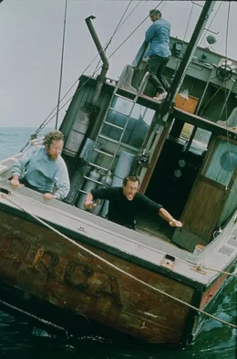 Haifischf&auml;nger Brody (Roy Scheider, r..), Hooper (Richard Dreyfuss, l.) und Quint (Robert Shaw, oben) sind dem Hai auf der Spur, der allerdings unsanft ihr Schiff in Schieflage bringt.