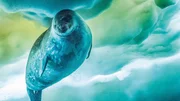 Die Weddellrobbe ist das am südlichsten lebende Säugetier des Planeten. Um ihr Luftloch freizuhalten, fräst die Robbe Löcher ins Eis. Die Weddellrobbe ist das am südlichsten lebende Säugetier des Planeten. Um ihr Luftloch freizuhalten, fräst die Robbe Löcher ins Eis.