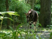Okapi on Exhibit