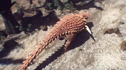 a nodosaur