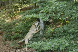 Ein Wolfsr&uuml;de aus dem Nationalpark Bayerischer Wald im Tierfreigel&auml;nde Haus zur Wildnis Ludwigsthal.