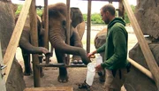 Rüsselspülung steht heute auf dem Trainingsprogramm für Sumatra Elefantenbulle Valentino im Tierpark Berlin.