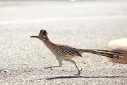 Die schnellsten Füße im Wilden Westen. Der Roadrunner, flink und clever. Die schnellsten Füße im Wilden Westen. Der Roadrunner, flink und clever.