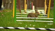Die 23-jährige Rita hat ein außergewöhnliches Hobby: Sie bildet Kaninchen wie Hoppel, Maggie und Camilla zu Spring-Kaninchen aus, mit denen sie später an Turnieren teilnimmt. Die Kaninchen lernen, auf Kommando über Hindernisse zu hüpfen und durch einen Parcours zu hoppeln.