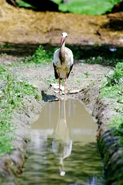 Wei&szlig;storch in Cigoc (Kroatien).