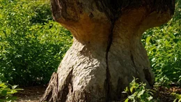 Baum von Bibern angenagt.