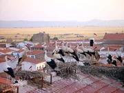 Universum "Der Flug der St&ouml;rche". Diese Dokumentation beobachtet die St&ouml;rche in ihren Winterquartieren in Afrika, begleitet sie zur&uuml;ck nach Europa und gibt mit Hilfe spezieller Kameratechniken von der Paarung und dem Schl&uuml;pfen der Jungen bis hin zum R&uuml;ckflug der V&ouml;gel im Sp&auml;tsommer hautnahe Einblicke in das Leben der Wei&szlig;st&ouml;rche. Im Bild: Malpartida de C&aacute;ceres, Extremadura/Spanien.