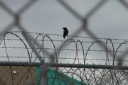 Puerto Rico: Ein Rabe auf Stacheldraht. Puerto Rico: Ein Rabe auf Stacheldraht.
