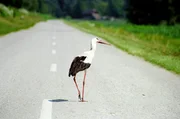 Wei&szlig;storch in Cigoc, Kroatien.