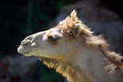 Dromedar-Anlage im Tierpark Berlin: Auch wenn die einhöckrigen Kamele friedlich wirken, können sie doch heftig zutreten.