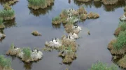 Brütende Zwergscharben in der Kernzone des Nationalparks.
