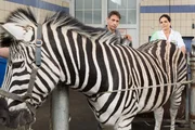 Das Zebra hat Durchfall. Tierärztin Dr. Mertens (Elisbeth Lanz, r.) nimmt eine heikle Untersuchung des Tieres im Zwangsstand vor. Sie vermutet eine Schwangerschaft und fürchtet um die Überlebenschancen für das Ungeborene. Cheftierpfleger Conny Weidner (Thorsten Wolf, l.) teilt ihre Besorgnis.