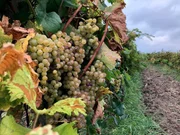 Der Weinbau ist nach wie vor der wichtigste Wirtschaftszweig in Moldawien.