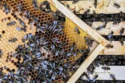 Bienen in ihrem Stock