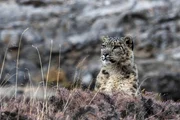 Die Aufzucht der Jungen ist für die Schneeleopardin mit großen Strapazen verbunden. Beute ist rar hoch in den Bergen und sie muss ihre Kraftreserven gut aufteilen. Die Aufzucht der Jungen ist für die Schneeleopardin mit großen Strapazen verbunden. Beute ist rar hoch in den Bergen und sie muss ihre Kraftreserven gut aufteilen.