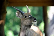 Nyala-Antilopenbock Bruce hatte sich auf der Flusspferdanlage mit seinem Vater in die Haare bekommen und muss nun allein auf einer Anlage beim Giraffenhaus leben.