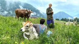Hirtinnen auf der "Malga Telvagola" im Trentino.