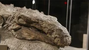 Skull of a dinosaur