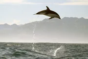 Schwarzdelfine kommunizieren nicht nur &uuml;ber ihr Sonar und verschiedene Klicklaute miteinander. Auch mit ihren Spr&uuml;ngen und der Art, wie sie ins Wasser tauchen, geben sie sich gegenseitig Signale.