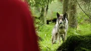 Plötzlich steht Gudrun im Wald vor einem Wolf - beide beobachten sich gegenseitig.