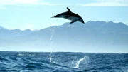 Schwarzdelfine kommunizieren nicht nur über ihr Sonar und Click-Laute. Auch mit Sprüngen und der Art, wie sie ins Wasser tauchen, geben sie sich Signale. Schwarzdelfine kommunizieren nicht nur über ihr Sonar und Click-Laute. Auch mit Sprüngen und der Art, wie sie ins Wasser tauchen, geben sie sich Signale.