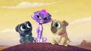 L-R: Bingo, Hissy, Rolly