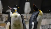 Im Eismeer fliegen die Federn: Zwei Königspinguine sind in der Mauser. Weitere Fotos auf Anfrage. Im Eismeer fliegen die Federn: Zwei Königspinguine sind in der Mauser. Weitere Fotos auf Anfrage.