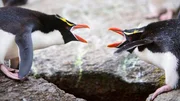 Mit merkwürdigen Gesten und lautem Trompeten begrüßen sich die Partner der Snarespinguine. Die Vögel sind sehr territorial und reagieren aggressiv, sobald ein fremder ihrem Brutplatz zu nahe kommt. Mit merkwürdigen Gesten und lautem Trompeten begrüßen sich die Partner der Snarespinguine. Die Vögel sind sehr territorial und reagieren aggressiv, sobald ein fremder ihrem Brutplatz zu nahe kommt.