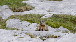 Im Murmeltiere Parlament des Pragser Wildsees.
