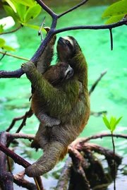 Auf der winzigen Insel Escudo vor der K&uuml;ste Panamas lebt das Pygm&auml;en-Dreifinger-Faultier. Ein Weibchen zu ergattern, ist f&uuml;r M&auml;nnchen eine schwierige Aufgabe. Wenn sie ein Baby hat, wird sie sich ein Jahr lang nicht paaren.