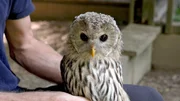 Wildtier&ouml;kologe Richard Zink mit Habichtskauz-Jungvogel. Richard Zink und seinem Team gelang die Wiederansiedlung von Habichtsk&auml;uzen, der gr&ouml;&szlig;ten, in unseren W&auml;ldern lebenden Eulenart.