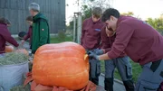 Die Jungs höhlen den Riesenkürbis aus.