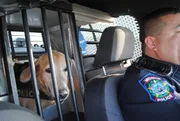 Mission, TX: Officer Roque Vela's K9 partner, Officer Tiko, rides in the back seat of the patrol car.