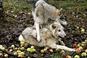 Wölfe im Obstgarten.