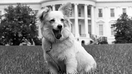 Das Wei&szlig;e Haus, die ber&uuml;hmteste Hundeh&uuml;tte der Welt? Pushinka, der Hund der Kennedys, zog 1961 ein - als diplomatisches Geschenk aus Moskau. "Terra X History" erz&auml;hlt die Geschichte von Vierbeinern und ihren ber&uuml;hmten Menschen.