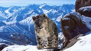 Etwa 3500 Schneeleoparden leben noch in Freiheit. Sie gelten als Geister der Berge und sind extrem schwierig zu filmen. Klimawandel und menschliche Einfl&uuml;sse gef&auml;hrden sie zunehmend.