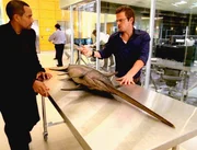 Danny Messer (Carmine Giovinazzo, l.) und Dr. Hawkes (Hill Harper) untersuchen diesmal eine recht ungew&ouml;hnliche Tatwaffe: einen Schwertfisch!