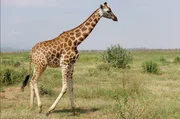 Die Rothschild-Giraffe ist vom Aussterben bedroht. Sie ist eine von vier Giraffenarten und geh&ouml;rt zur Unterart der Nord-Giraffe.