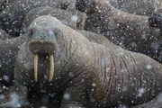 Pazifische Walrosse müssen auch Schneestürmen trotzen können. Pazifische Walrosse müssen auch Schneestürmen trotzen können.