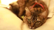 Cat lying down.