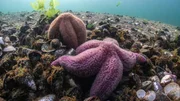 NORDDEUTSCHER RUNDFUNK Unsere Meere – Unbekannte Ostsee (Folge 4) Seesterne sind äußerst gefräßig – einzeln sind sie keine echte Bedrohung für die Miesmuscheln, in Scharen sieht das anders aus. NORDDEUTSCHER RUNDFUNK Unsere Meere – Unbekannte Ostsee (Folge 4) Seesterne sind äußerst gefräßig – einzeln sind sie keine echte Bedrohung für die Miesmuscheln, in Scharen sieht das anders aus.