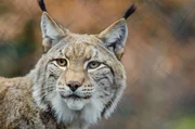 Der Luchs (Lynx).