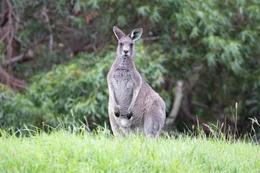 Etwa 50 K&auml;nguruarten leben in Australien. Ihre Nahrung finden sie unter anderem in den Eukalyptusw&auml;ldern von New South Wales.
