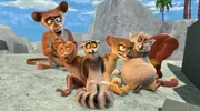 Koto droht als Hochzeitsgeschenk für seine Amy, die Gefangenen - also King Julien und sein Team - auf eine einsame Insel ins Exil zu schicken.