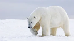 Polar bear.