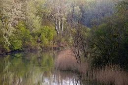 Donau-Altarm.