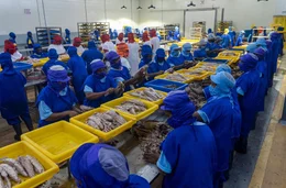 Eine Fischfabrik in Papua-Neuguinea: F&uuml;r den Inselstaat ist der Thunfisch eine wichtige Einkommensquelle.