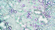 lactobacillus bulgaricus microcosm