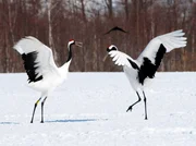 Balztanz der Mandschurenkraniche auf Hokkaido.